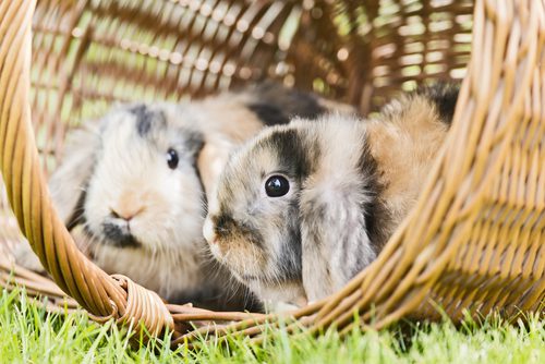Keeping your pets safe in the sun