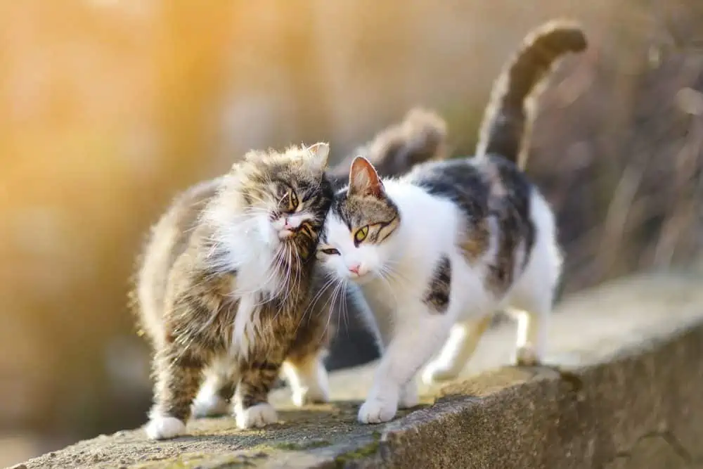 Best feline friends forever?