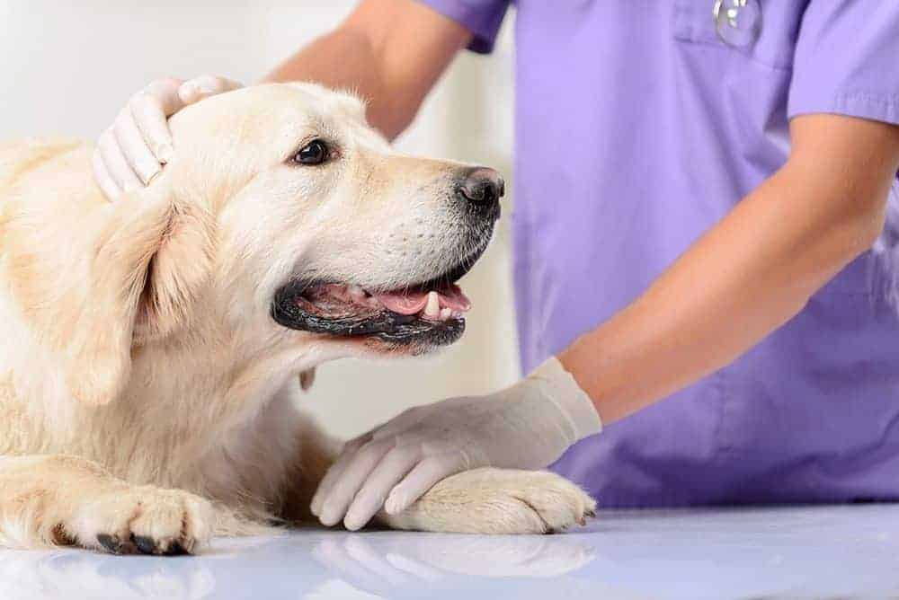 Why vaccinations should be a no-brainer