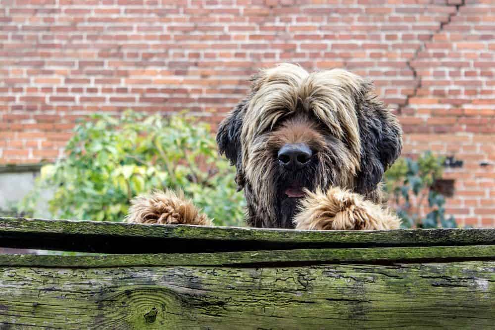 Why canines are dogged information seekers