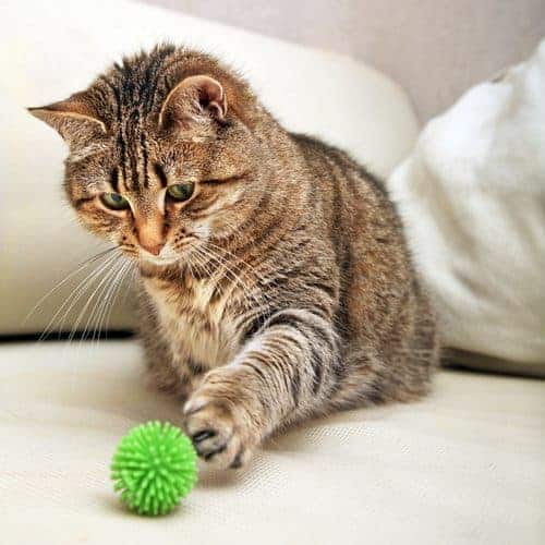 Best paw forward