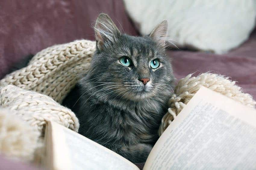 Cat chat