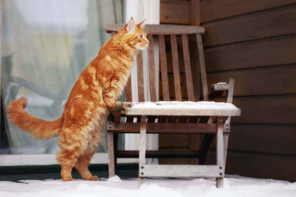 A trick of the tail