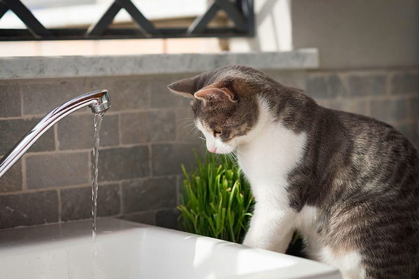 Feline behaviour – strange, but true...