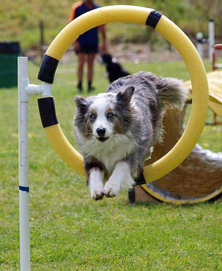 Are you and your dog good sports?