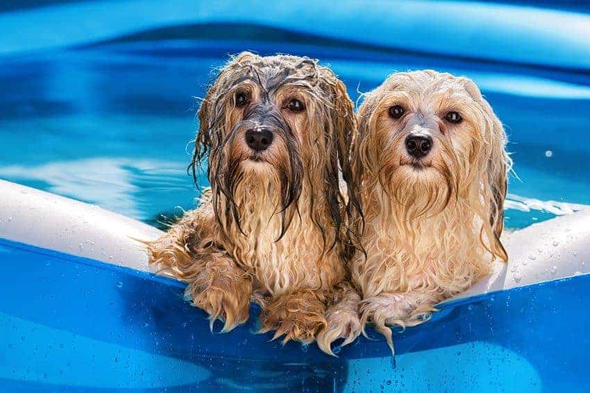 10 top tips to keep your pets cool this summer