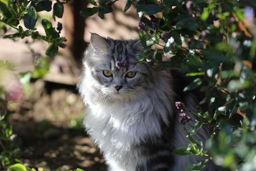 Create a safe outdoor space for your cat