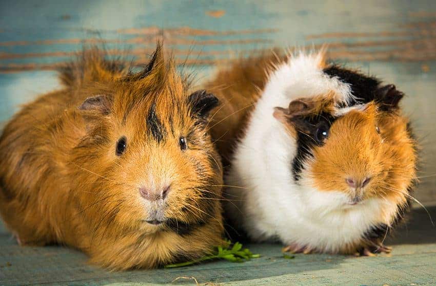 Have your guinea pigs had their vitamins today?