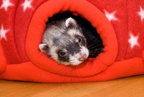 Fun Toys For Ferrets Burgess Pet Care