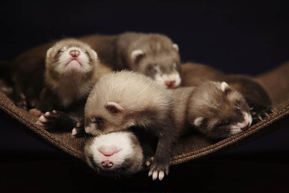 The merits of ferrets