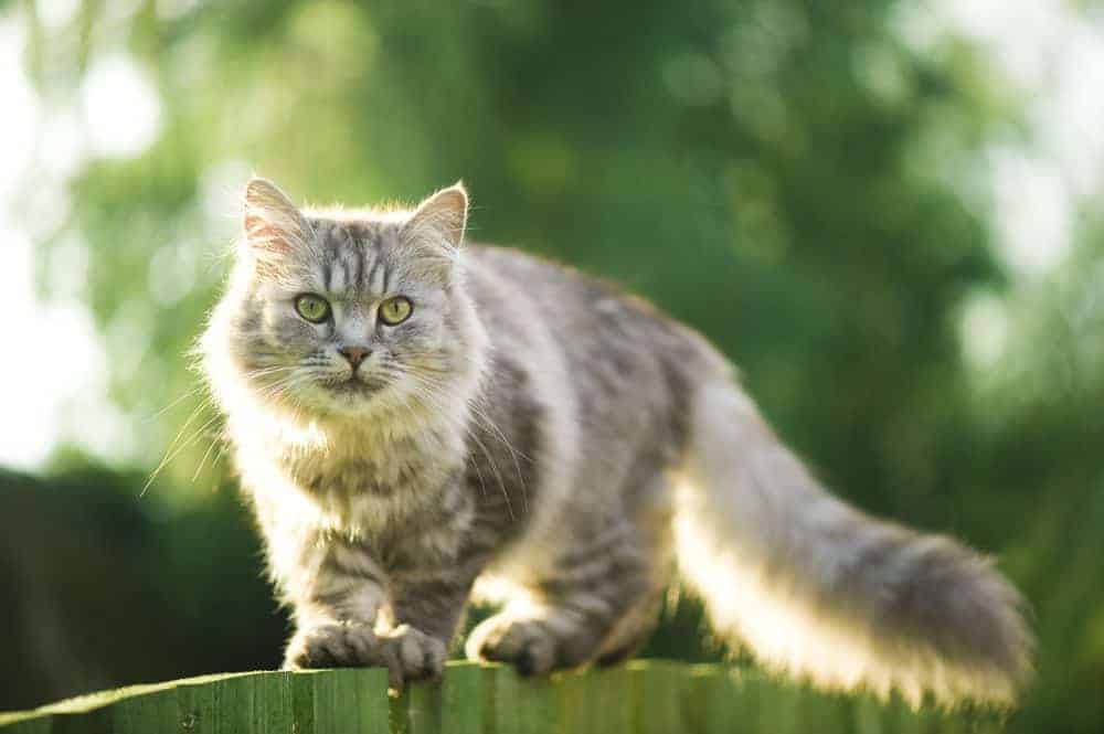 Keeping your cat safe in the great outdoors