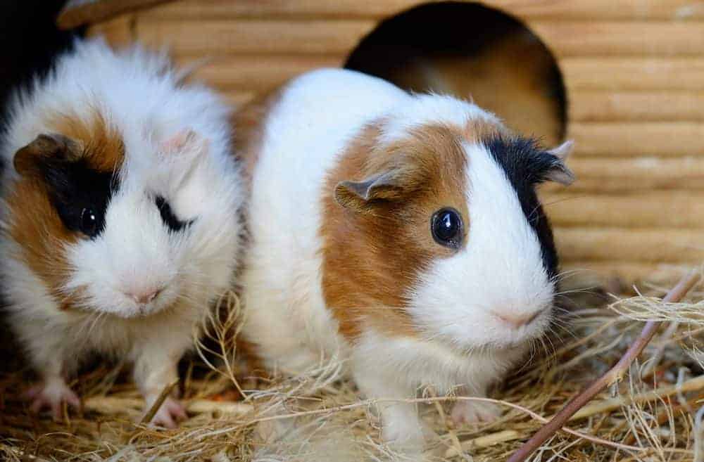 Take a closer look at your pets' diet in 2019 – guinea pigs