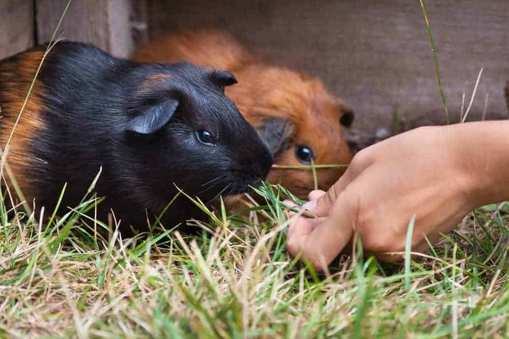 Bonding with your small pets