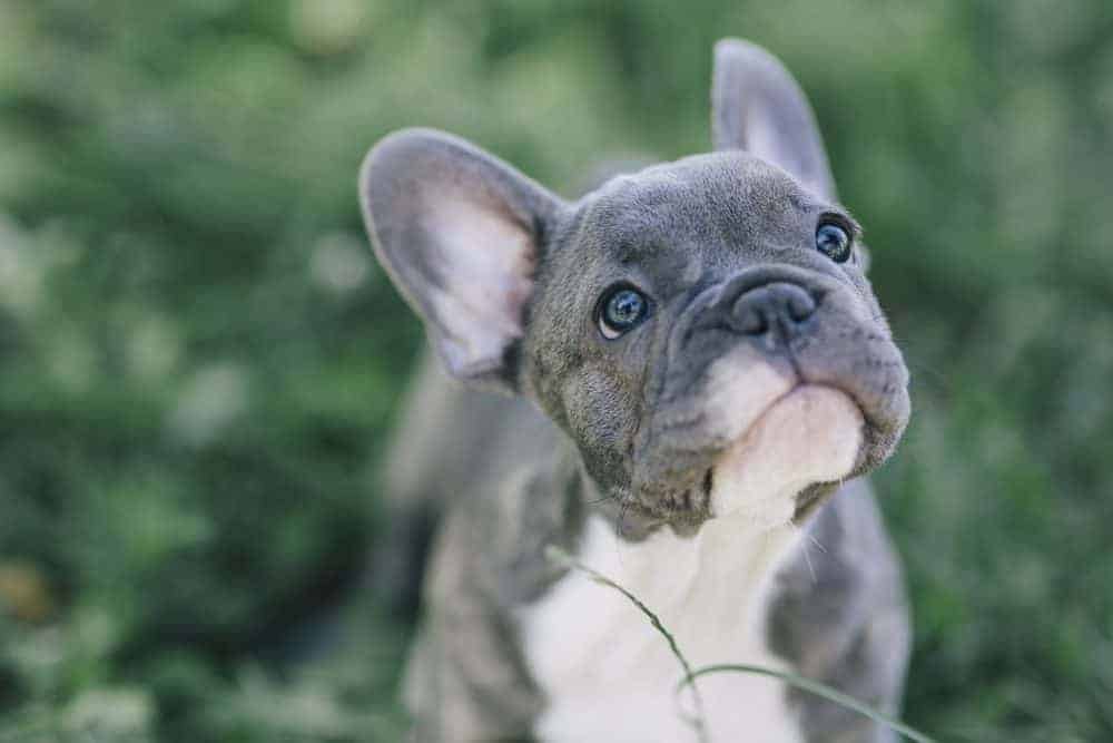 How trendy is your dog?