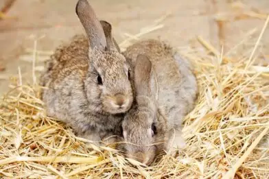 What’s on your rabbits’ wish list?