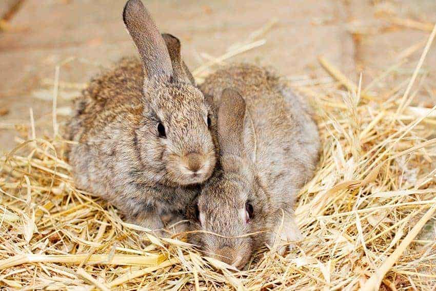 What’s on your rabbits’ wish list?