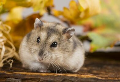 Life as a very small animal