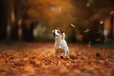 Autumn in colour – but what does the world look like through our pets’ eyes?