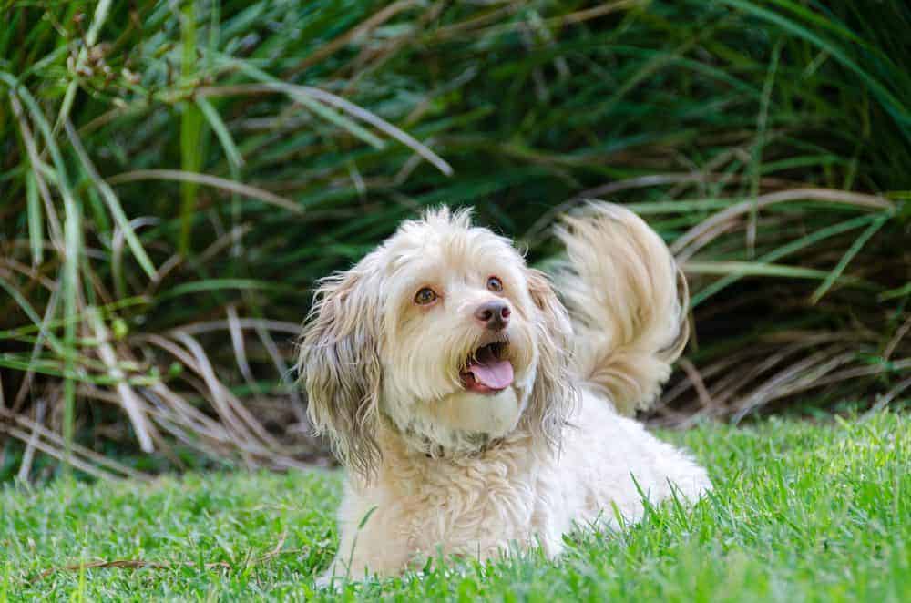 Drop it! How to teach your dog to leave undesirable things well alone