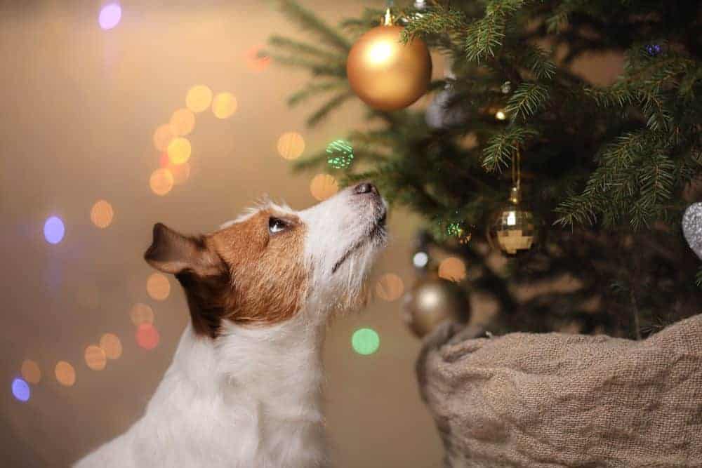 All I want for Christmas is...