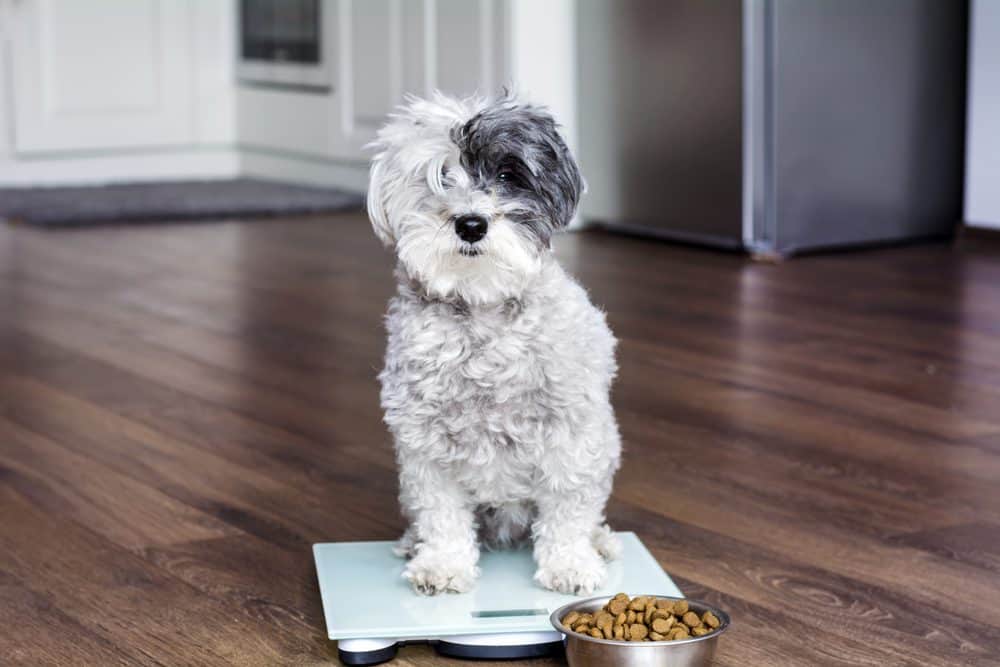Could portion control be the answer to preventing our pets getting tubby?