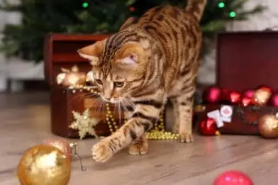 The pet parent’s guide to Christmas
