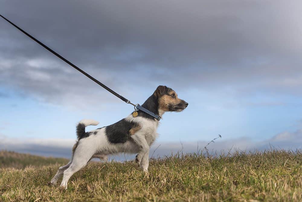 Is taking your dog for a walk a tug of war?