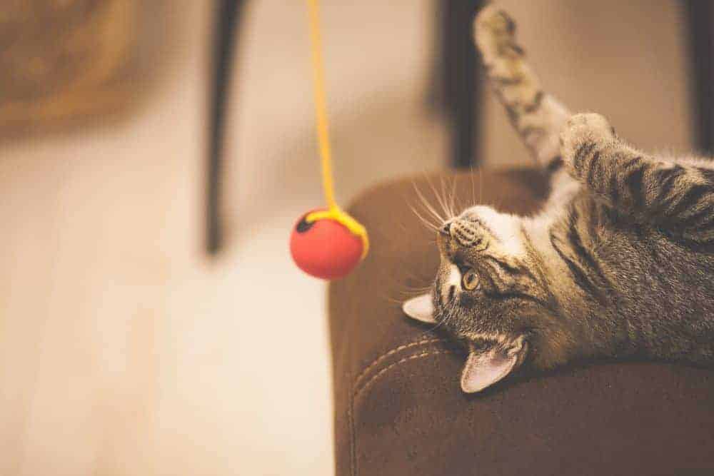 Enriching the lives of indoor cats
