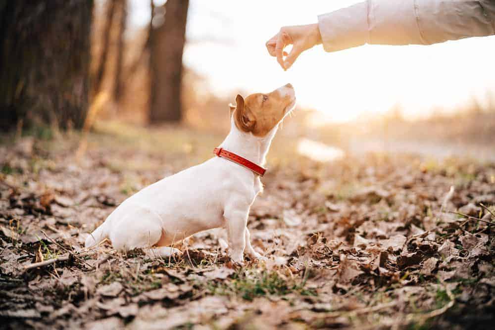 The value of reward-based training with your dog