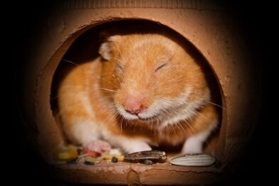 Not all hamsters are the same