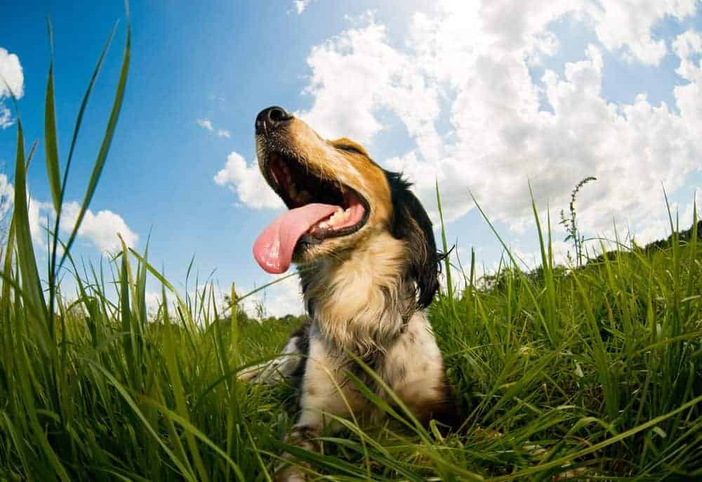 Help your pets to chill out this summer