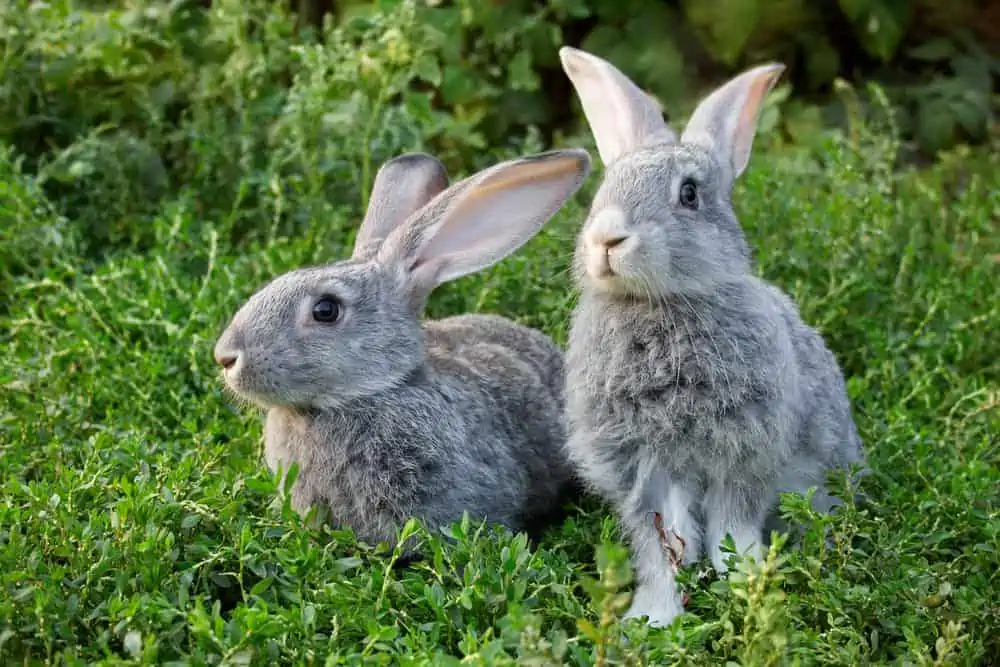 Keep fit for bunnies