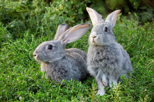 How to handle your rabbits