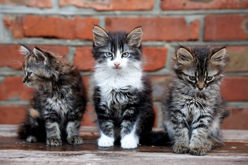 What personality type is your cat?