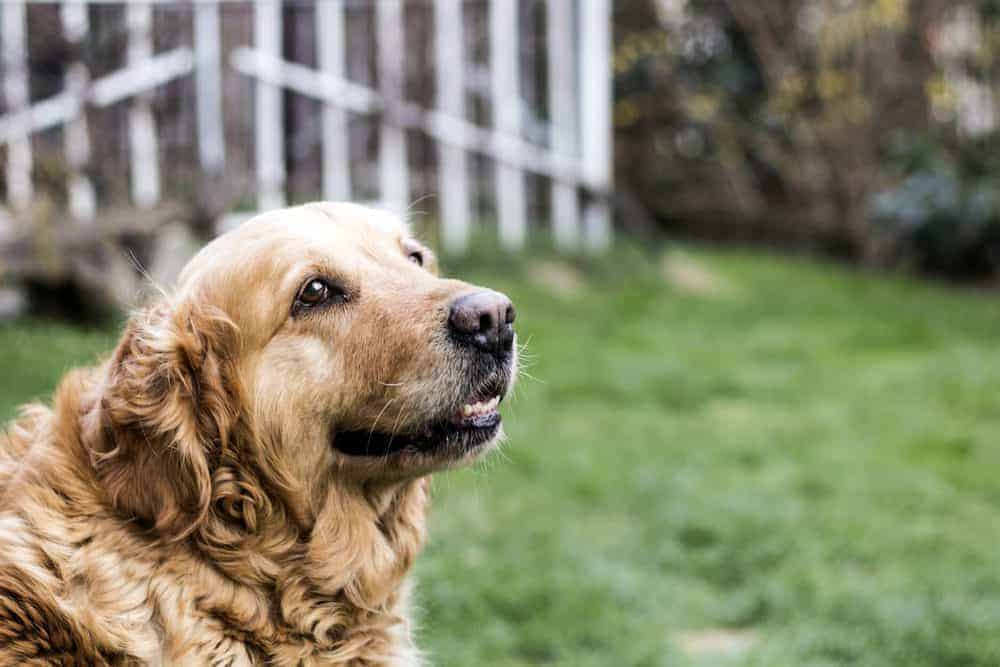 senior-dog-food