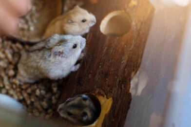 True or false? How well will you score in our fun hamster quiz?