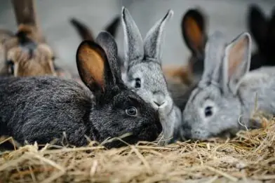 Super snacks for small furries