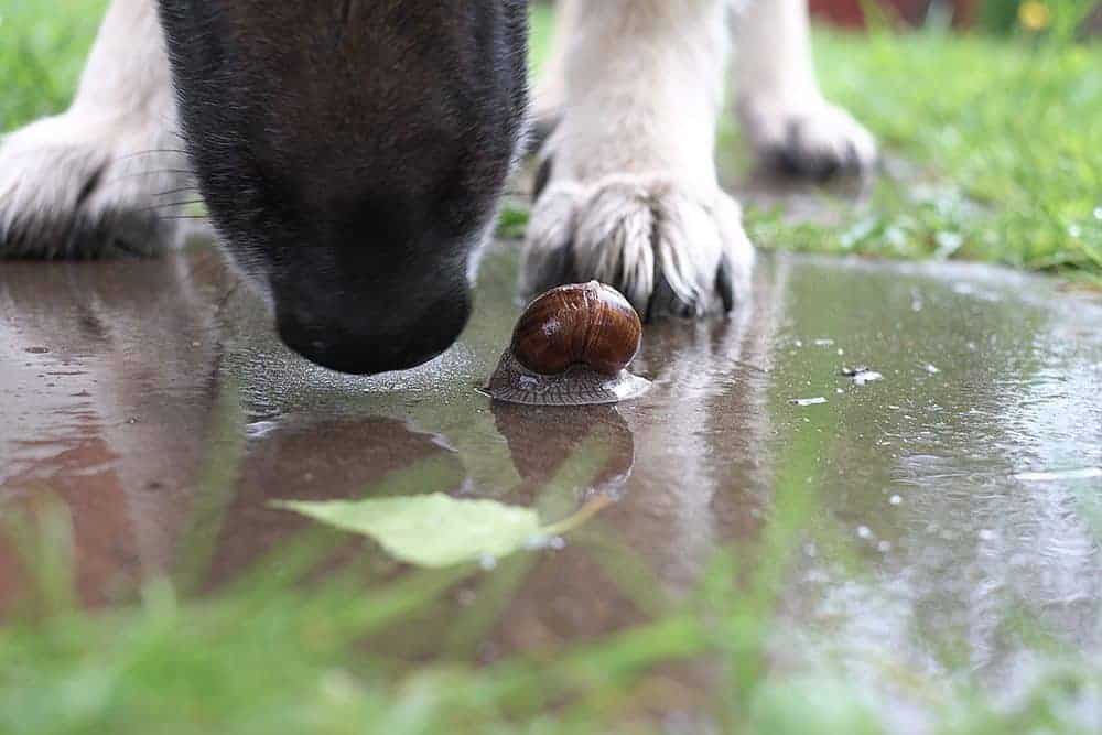 Slugs and snails and puppy dog tales