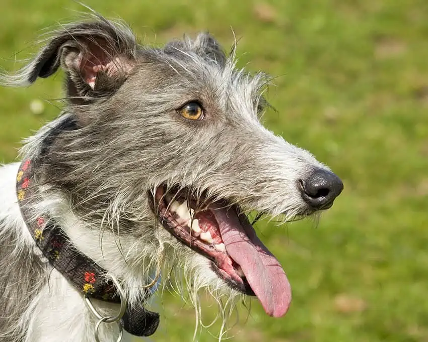 Hounds of love