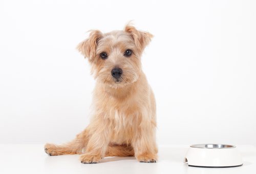 Fad diets – should dog owners be worried?