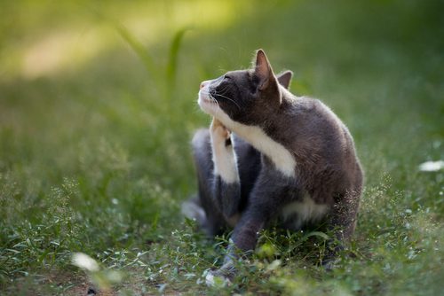 Itchy and scratchy? How to tell fleas that their time’s up