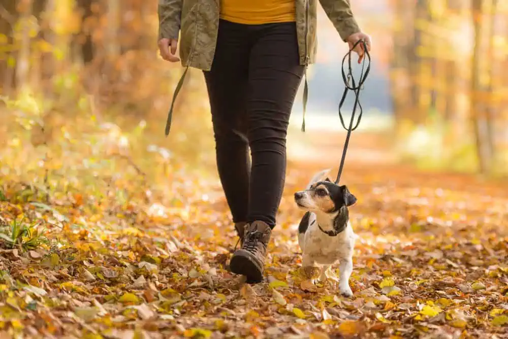 How much exercise does your dog actually need?