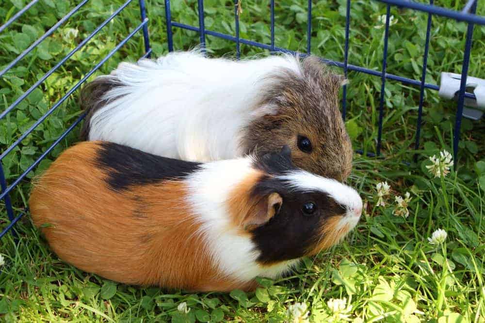 do guinea pigs get along with dogs