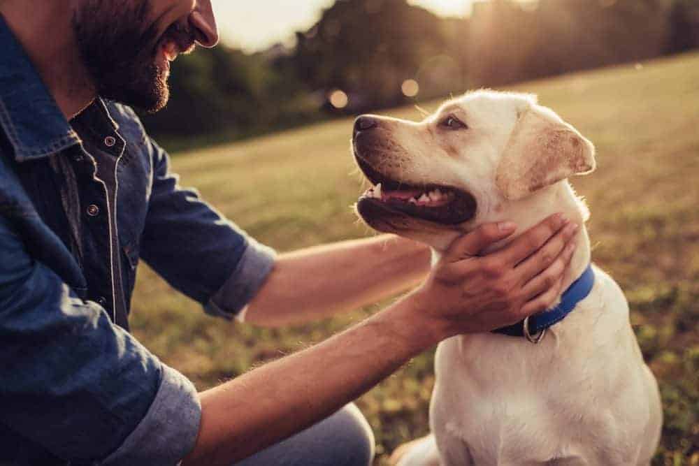 Do you talk to your dog?
