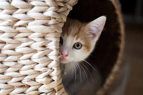 The crucial time that cats need people