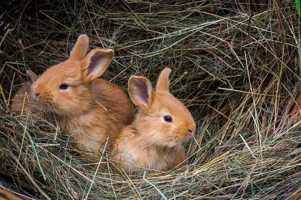 Keeping your small pets cosy in winter