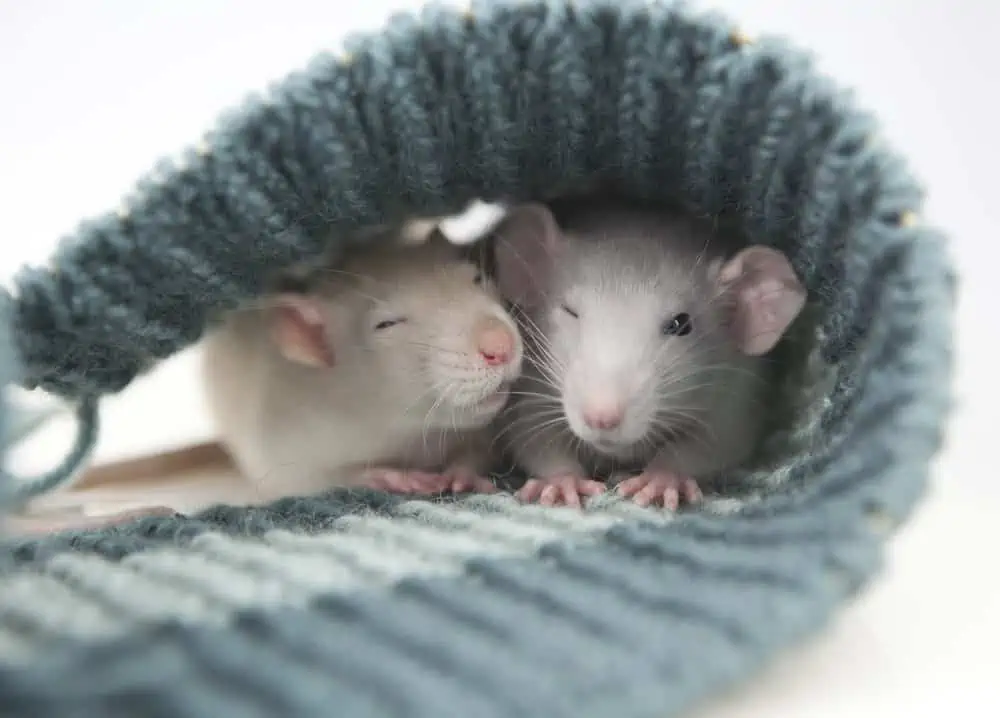 Do Rats Have A Social Hierarchy?