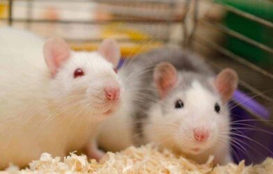 Take a closer look at your pets’ diet in 2019 – rats
