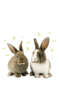 Rabbit Food