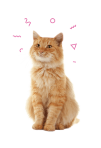 Cat Food